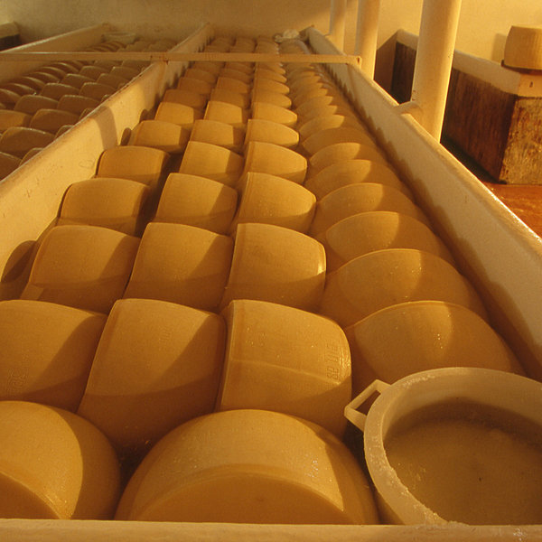 Les meules sont prêtes pour la salaison