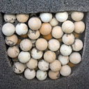 Coupe d'un nid d'oeufs de tortues