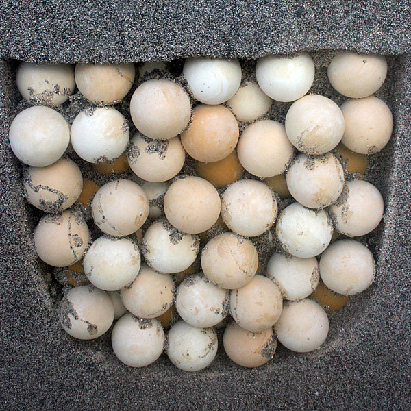 Coupe d'un nid d'oeufs de tortues