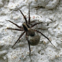 Le cocon de l'araignée renferme ses yeux, qui sont aussi comestibles