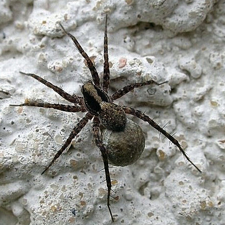 Le cocon de l'araignée renferme ses yeux, qui sont aussi comestibles