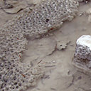 Les oeufs de grenouille ne sont pas comestibles, voire toxiques !