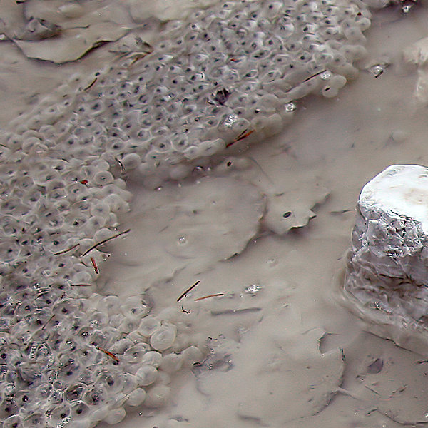 Les oeufs de grenouille ne sont pas comestibles, voire toxiques !