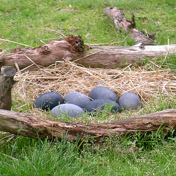 Oeufs d'émeu, presque aussi gros que ceux de l'autruche