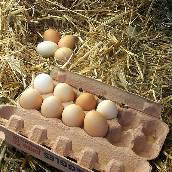 Tous les oeufs d'oiseau se mangent