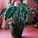 L'Alocasia, plante mystérieuse et tropicale