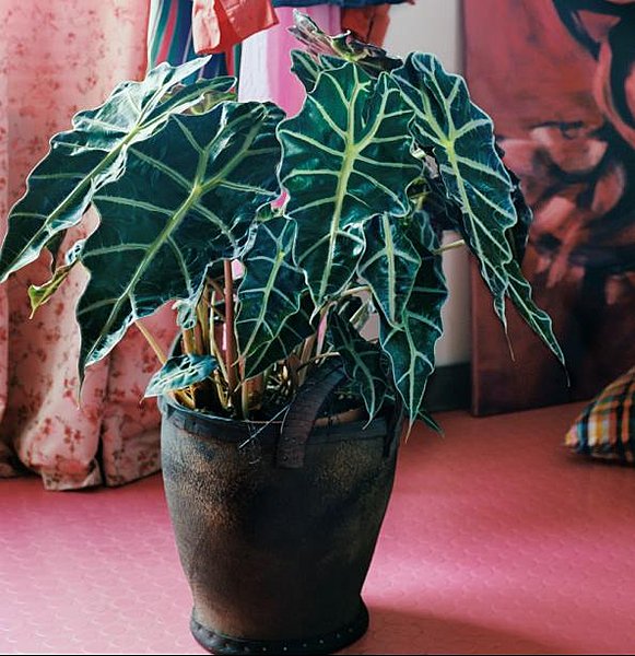 L'Alocasia, plante mystérieuse et tropicale