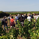 Un véritable week-end découverte du pays de Loire à travers ses vignobles