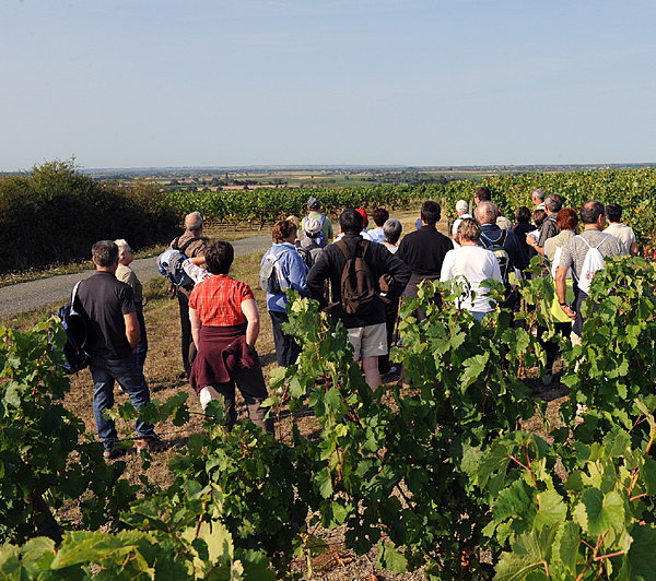 Un véritable week-end découverte du pays de Loire à travers ses vignobles