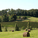 Le domaine offre une ambiance paisible entre vignes et paturages
