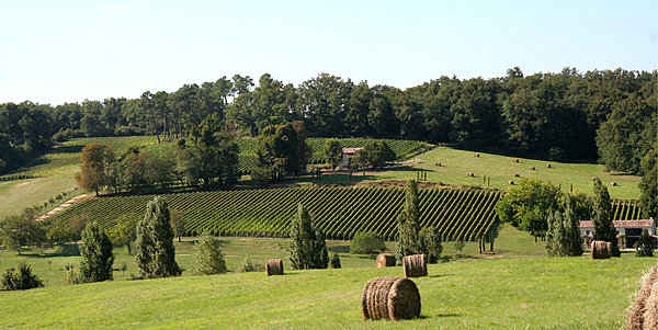 Le domaine offre une ambiance paisible entre vignes et paturages