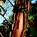 Acer Triflorum Komar - Pepinière botanique de la Preille