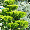 Cupressus macrocarpa Gold Crest - Pepinière des nuages
