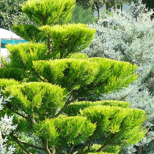 Cupressus macrocarpa Gold Crest - Pepinière des nuages