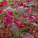 Hydrangea Serrata Santiago - Pepinière de la Thyle