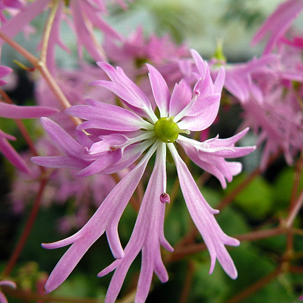 Saxifrage Fortunei - Sous un arbre perche