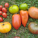 Tomates - Academie du Fuschia