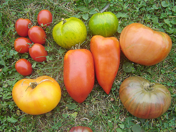 Tomates - Academie du Fuschia