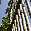 Une palissade de bambous protège sur l’arrière les maisons des bruits et de la vue