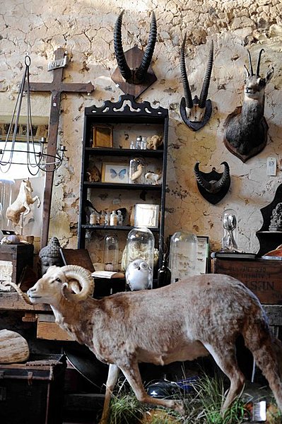 Mouton d'amara & trophée d'Izard