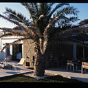 le grand palmier trône sur la terrasse