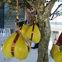 Les poires sur l'arbre de vie