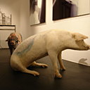 Je t'ai dans la peau Wim