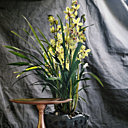 Le Cymbidium, une ochidée multicolore. Adoptez votre couleur pour un intérieur réjouissant !