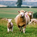 Brebis du Dorset accompagnée de son agneau