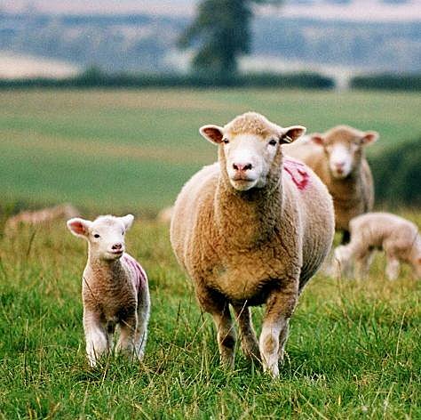 Brebis du Dorset accompagnée de son agneau