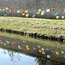 Installation de pissenlits