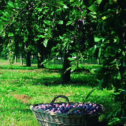 Corbeille de prunes dans un verger d'un vert éblouissant et lumineux