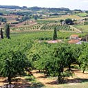 Verger et paysage collinaire du Sud-Ouest