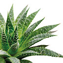 Une belle plante comme un aloe vera de chez Truffaut