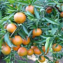 Réussir à avoir sur son balcon un magnifique clémentinier de Corse