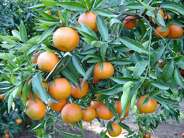 Réussir à avoir sur son balcon un magnifique clémentinier de Corse