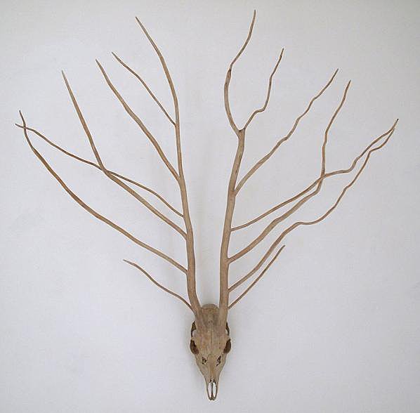 N°2 Capreolus capreolus & Juniperus communis