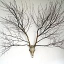 N°4 Dama dama & Betula pendula