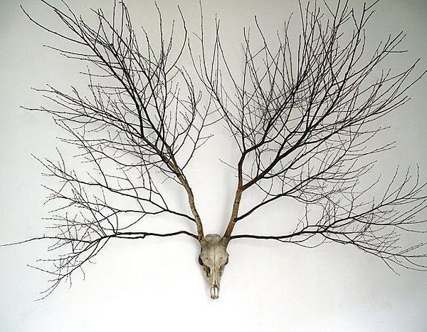 N°4 Dama dama & Betula pendula