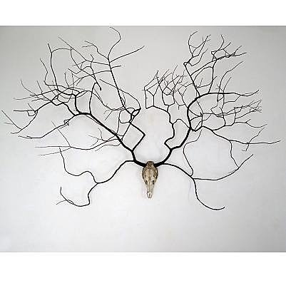 N°1 Cervus elaphus & Salix daphnoides