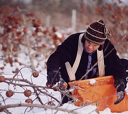 La cueillette des pommes par grand froid