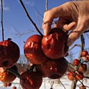 Les pommes  sont cueillies par moins 15 degrés