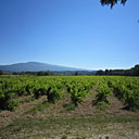 Splendides vignobles au pied du Mont Ventoux