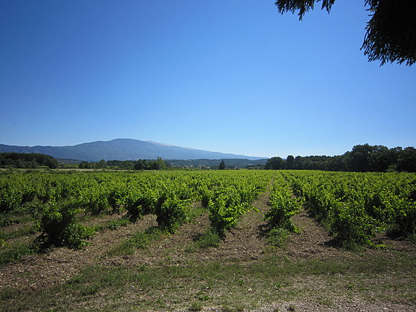 Splendides vignobles au pied du Mont Ventoux