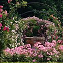 Innombrables fragrances exhalées par la roseraie