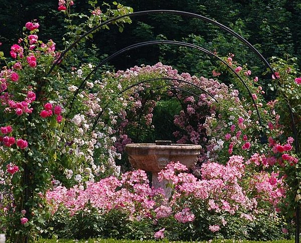 Innombrables fragrances exhalées par la roseraie