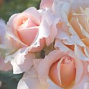 L’important, c’est la rose, comme chantait Gilbert Bécaud...