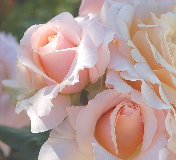 L’important, c’est la rose, comme chantait Gilbert Bécaud...