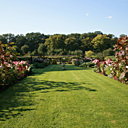 Les 4 carrés bordés de rosiers
