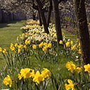 Narcisses dans le potager